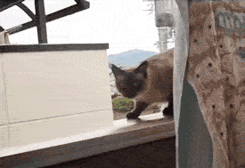 A cat